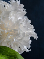 Close-up macro shot of white peony petals. Blue background. Spring background concept. The concept of lightness and airiness. Wallpaper and design. vertically