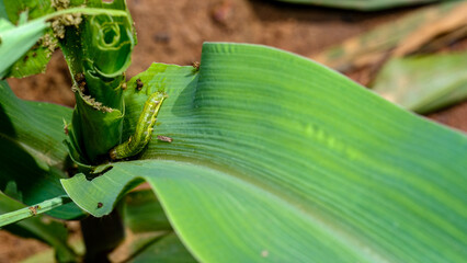 Corn caterpillars that eat corn leaves