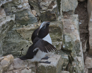 Razorbill stretching it wings on the cliffs at Flamborough Head.