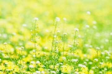 Close-up natural white flowers on green grass with yellow flowers blurred background in garden with copy space. Selective focus.