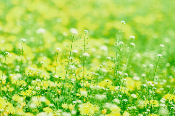 Close-up natural white flowers on green grass with yellow flowers blurred background in garden with copy space. Selective focus.