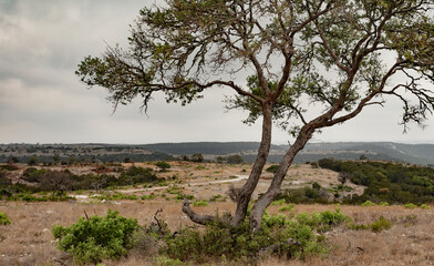 Fototapeta na wymiar Big mesquite tree in hill country