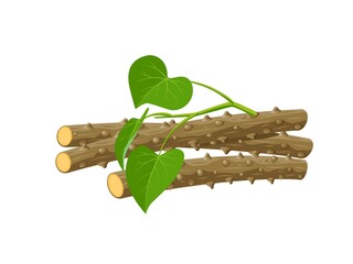 Vector illustration, Guduchi or Tinospora cordifolia, ayurvedic herbal plant, isolated on white background.