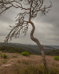 Dead mesquite tree in Texas
