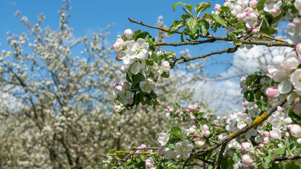 Spring crab apple tree delicate blossoms against blue sky. Photo with shallow DOF and selective soft focus point.
