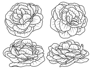 Hand drawn flower sketch line art illustration set