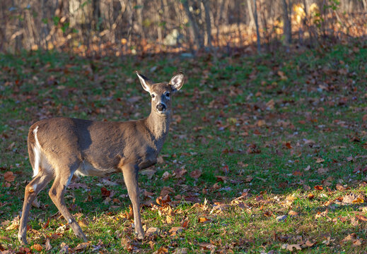 Whitetail deer near a forest in Virginia