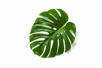 Naklejka na ściany i meble Jungle monstera tropical plant leaf on white background top view