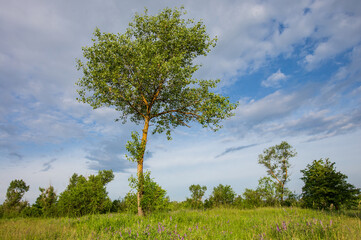 tree on meadow