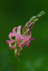 pink and green flower