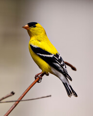 American Goldfinch Photo and Image. Male close-up profile view, perched on a branch with a white background in its environment and habitat displaying its yellow feather plumage. Finch Photo 