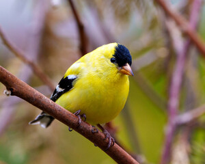 American Goldfinch Photo and Image. Male close-up profile view, perched on a branch with a blur forest background in its environment and habitat displaying its yellow feather plumage. Finch Photo.