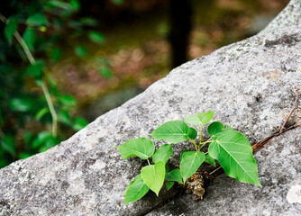 Gray rocks with moss clinging to an abstract pattern.