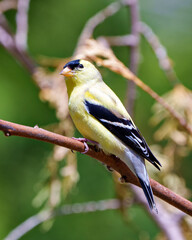 Fototapeta premium American Goldfinch Photo and Image. Male close-up perched on a branch with a blur background in its environment and habitat and displaying its yellow feather plumage. Finch Photo and Image.
