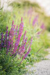 Purple flowering meadow sage, Salvia pratensis