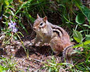 Naklejka na ściany i meble Chipmunk Stock Photo and Image. In the field displaying brown fur, body, head, eye, nose, ears, paws, in its environment and habitat surrounding with wildflowers and foliage background.