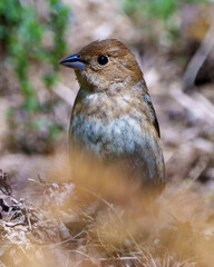 House Brown Sparrow Photo and Image.  Head close-up with a blur background  in its environment and habitat surrounding. House Brown Sparrow.