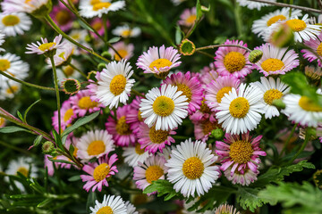 Fototapeta premium Erigeron karvinskianus, the Mexican fleabane is a species of daisy-like flowering plant in the family Asteraceae. Other common names include Latin American fleabane, Santa Barbara daisy. 