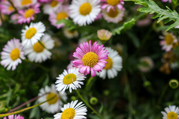 Erigeron karvinskianus, the Mexican fleabane is a species of daisy-like flowering plant in the family Asteraceae. Other common names include Latin American fleabane, Santa Barbara daisy.
