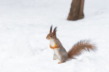 Naklejka na ściany i meble Red squirrel sitting on a tree branch in winter forest and nibbling seeds on snow covered trees background.