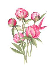 Fototapeta premium Floral arrangement of peony flowers painted in watercolor and isolated on white background. Perfect for art prints, greeting cards, wedding invitations, postcards, mugs decoration, and more. 