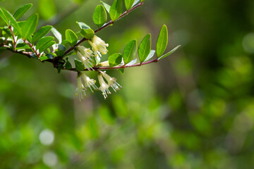 close-up of small white honeysuckle flowers in May, Box-leaved honeysuckle branch - Latin name - Lonicera ligustrina var. pileata Lonicera pileata