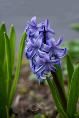  hyacinth, traditional easter flowers, flower background, easter spring background. copy space for text