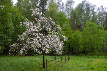 The apple tree is in bloom. Blooming apple tree, close-up of apple blossoms against the sky and greenery. Bright beautiful flowers.