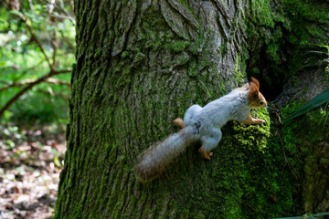 Squirrel close-up on a tree trunk in the forest on a sunny day