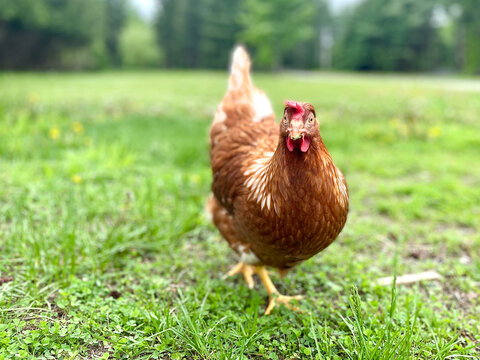 close up of an hen walking in the home garden in the countryside looking at the camera