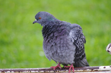 pigeons in the park