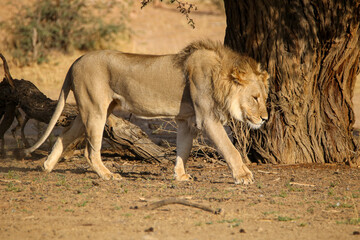Male lion in the Kgalagadi, South Africa