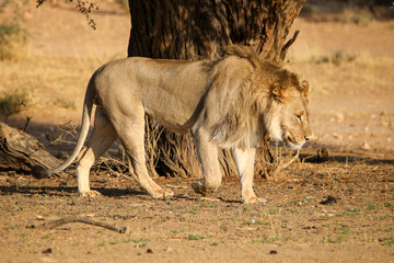 Obraz na płótnie Canvas Male lion in the Kgalagadi, South Africa