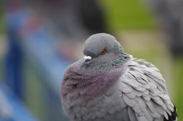 pigeons in the park