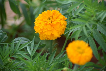 orange marigold flower in the garden
