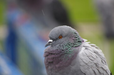 pigeons in the park
