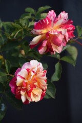 red and white rose flowers
