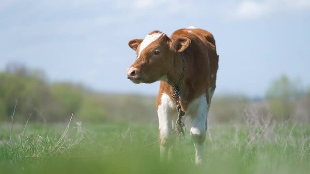 Young calf grazing on green farm pasture on summer day. Feeding of cattle on farmland grassland