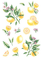 Watercolor set with branches, flowers, ponds and lemon slices