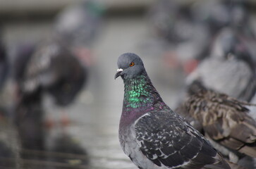 pigeons in the park