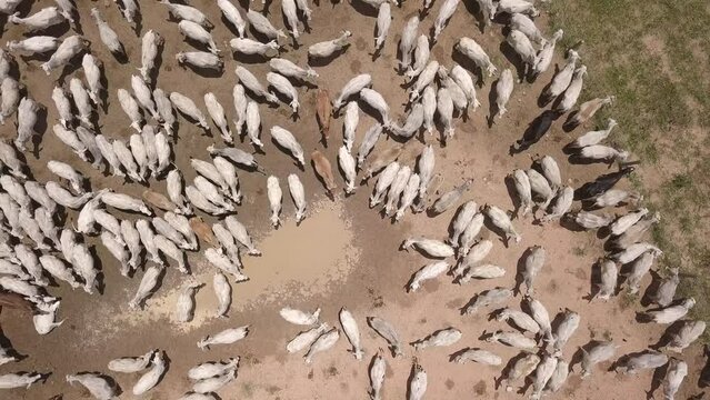 Aerial drone view of many zebu cattle grazing on sunny summer day in livestock feedlot farm in Brazil. Concept of agriculture, environment, ecology, economy, exportation and meat production. 4K	