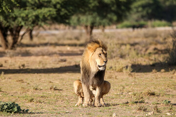 Male lion in the Kgalagadi, South Africa
