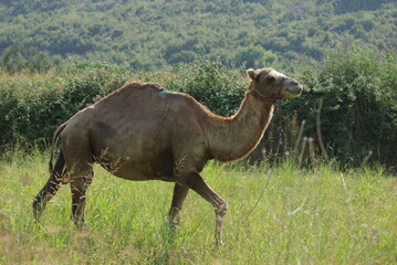 camel in the park
