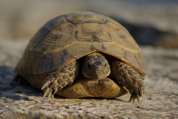 turtle on a rock