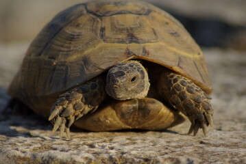 turtle on a rock
