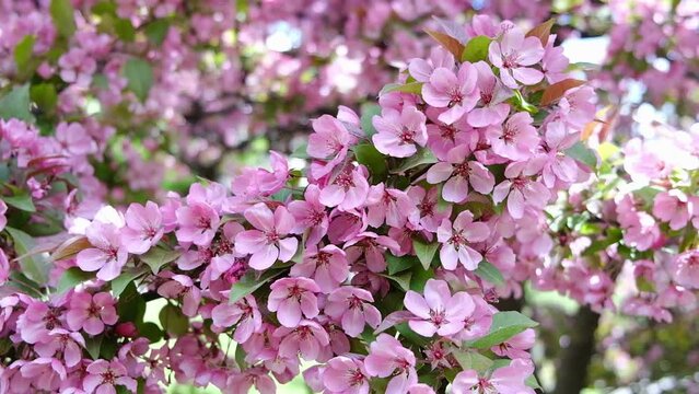Cherry branch with pink flowers in spring bloom. Sakura blossoms in the city park on a sunny day, the branches sway in the wind.High quality FullHD footage.