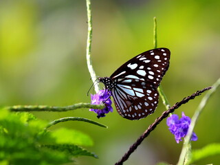 Beautiful blue tiger butterfly on a purple flower