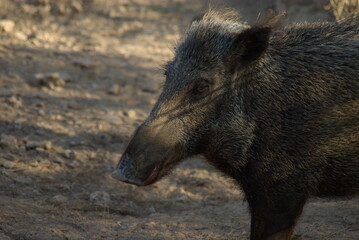 wild boar in forest
