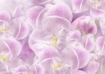 Fowers  light purple.  Floral spring background.  Close-up. Nature.