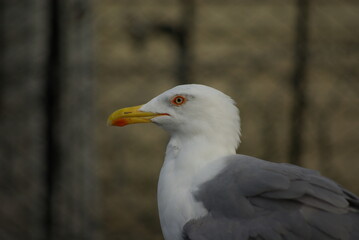 close up of a seagull